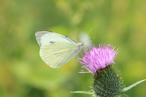istock Large Cabbage White (Pieris brassicae) visiting a Purple flowering Thistle on a Summers Day within Cheshire 2227873537