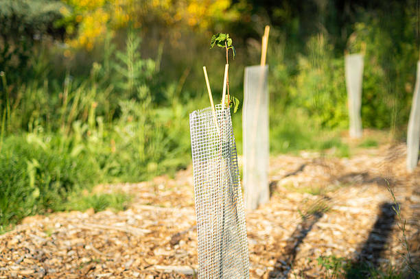 istock Row of new saplings in sustainable project 2227875215