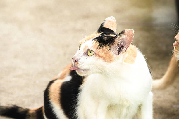 calico cat looking back ,cats are suspicious animals