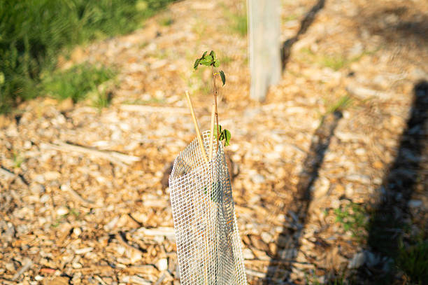 istock Sustainable farming with protected young trees 2227875291