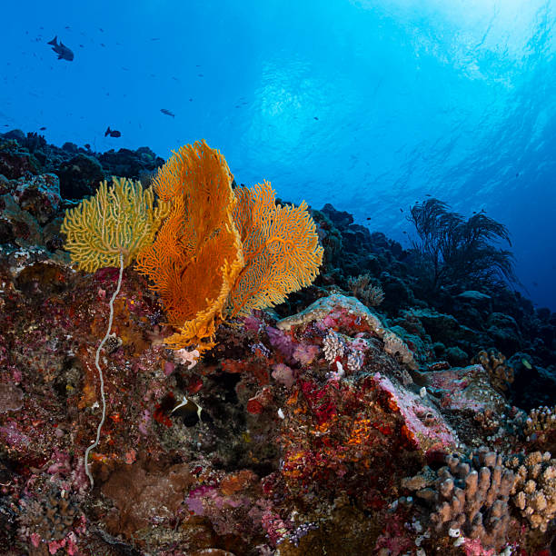 istock Coral reef - Palau, Micronesia 2227875718