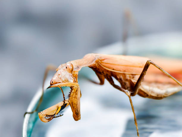 A brown mantis rests on a magnifying glass to tidy up its head. Observing insects can cultivate children's care and patience. The first pair of legs of the mantis are as sharp as sickles, you can see many thorns used to supplement food.