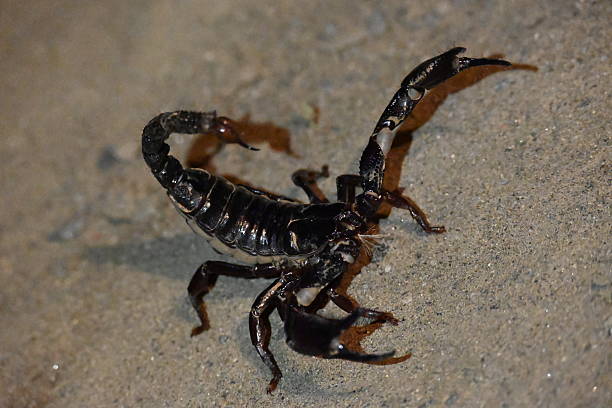 istock Heterometrus or Asian Forest Scorpion. 2227878412