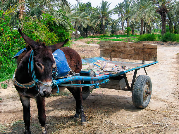 istock Donkey with cart  in oasis . Tunisia 2227878571