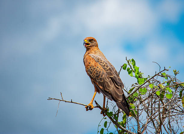 istock Bird of Prey Perched on a Branch 2227878597
