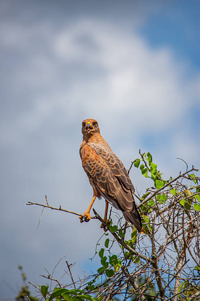 istock Hawk perched on a branch in Casanare, Colombia 2227878603