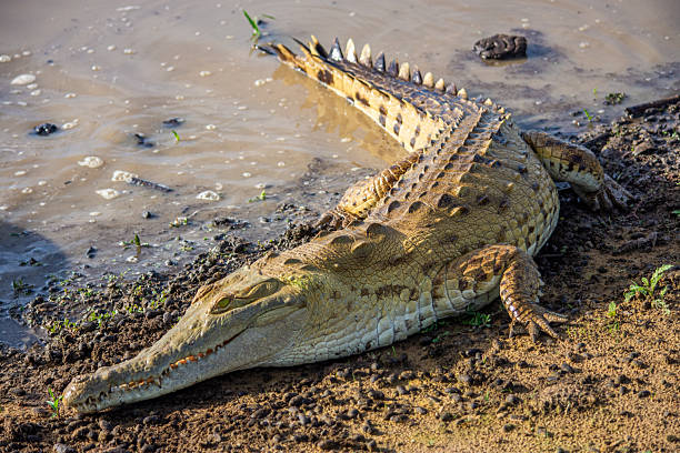 istock Crocodile on Riverbank 2227878681