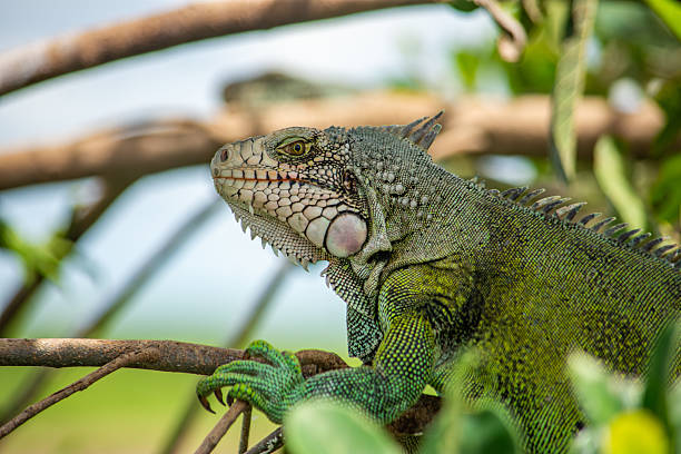 istock Iguana in Natural Habitat 2227878796