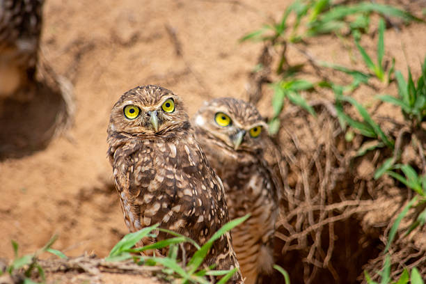 istock Two Burrowing Owls in Casanare 2227878886