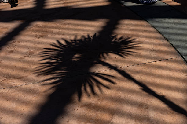 Palm tree shade