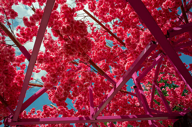 Pink cherry blossoms are in full bloom, creating a beautiful and serene atmosphere. The pink flowers are scattered throughout the scene, with some blooming higher up and others closer to the ground