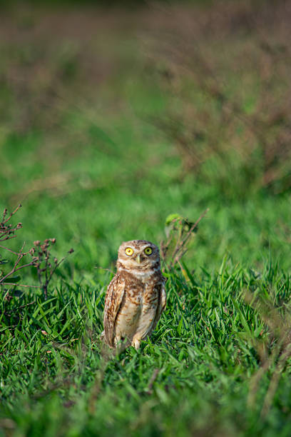 istock Burrowing Owl in Natural Habitat 2227879425