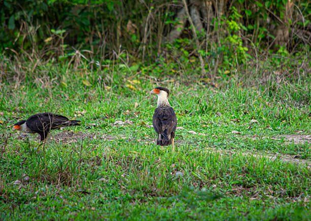 A crested caracara bird foraging in the lush greenery of Casanare, Colombia, showcasing its distinctive features and natural habitat.