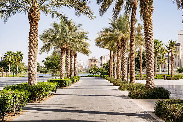 Palm trees in a row and pavement in park with views of Jeddah in background, Al Balad