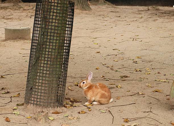 A small brown rabbit with white markings sits on sandy ground near a tree protected by a wire mesh, surrounded by scattered leaves and twigs in a natural enclosure outdoor in the park with copy space