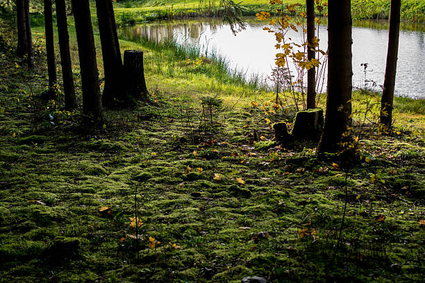 Trees and tree stumps are growing in a forest, with rich mossy and grassy forest floor and a small natural pond seen in the distance