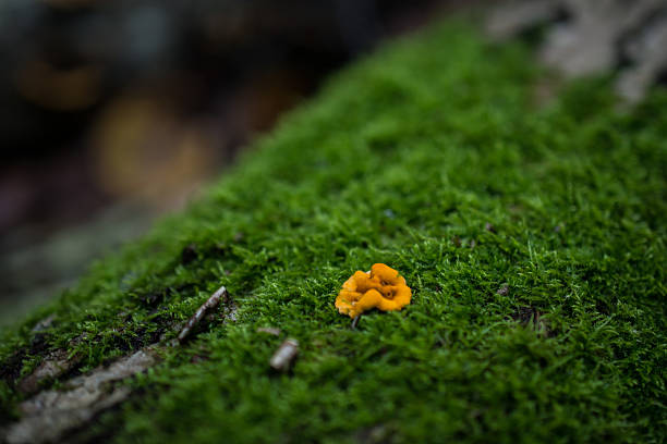 istock Hare's ear fungus (Otidea onotica) in a forest 2227882380