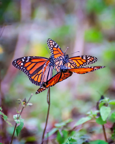 A beautiful monarch butterfly, feeding on the flowers of a butterfly bush.