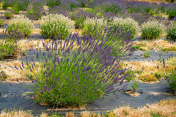 Lavender_Field_Close-up 7