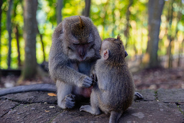 istock Mother and baby monkey sits  at monkey forest, Ubud, Bali, Indonesia. 2227885194