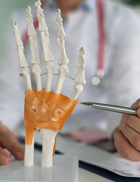 istock Medical professional demonstrates human hand anatomy using a model to explain bone structure and joint connectivity 2227886497