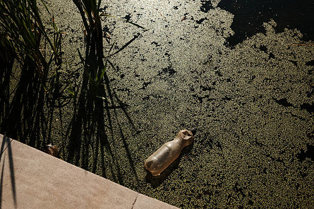 Plastic bottle floating near the edge of a lake covered in duckweed and algae. The problem of environmental and pollution concept