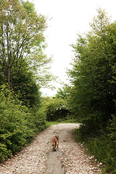 A German Shepherd walking alone on a rocky forest path, surrounded by dense greenery. Rear view. Ovcar mountain. Travel with pets concept