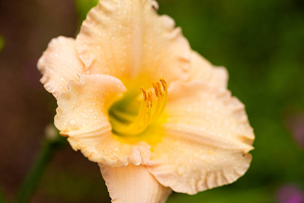 Yellow lily in the garden close up. High quality photo