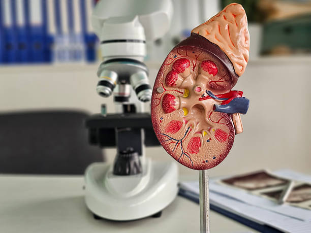 istock Educational display of a kidney model beside a microscope in a laboratory 2227889116