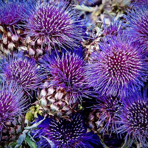 istock Artichoke flowers 2227889572