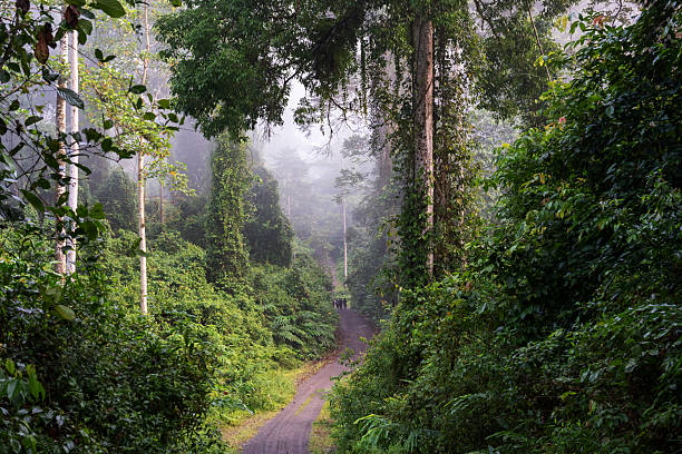 istock Dirt road in Danum Valley Conservation area in Lahad Datu 2227890924