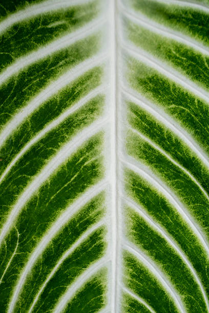 Close up of Leaf pattern Xanthosoma Lindenii Magnificum Angel Wings