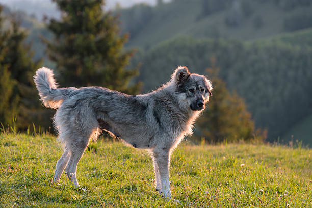 istock Summer landscape of a Carpathian Shepherd Dog 2227891770