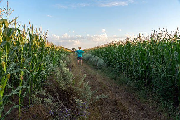 istock A child strolls down a narrow path surrounded by tall corn plants during the early evening. The sky showcases soft clouds and a warm glow, creating a serene atmosphere 2227892504