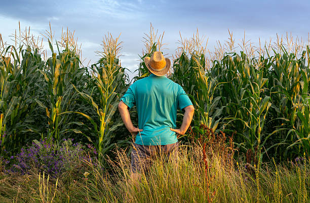 istock A farmer stands confidently with hands on hips, gazing out at tall corn plants under a beautiful sky during sunset. The lush vegetation forms a peaceful and vibrant backdrop 2227892586