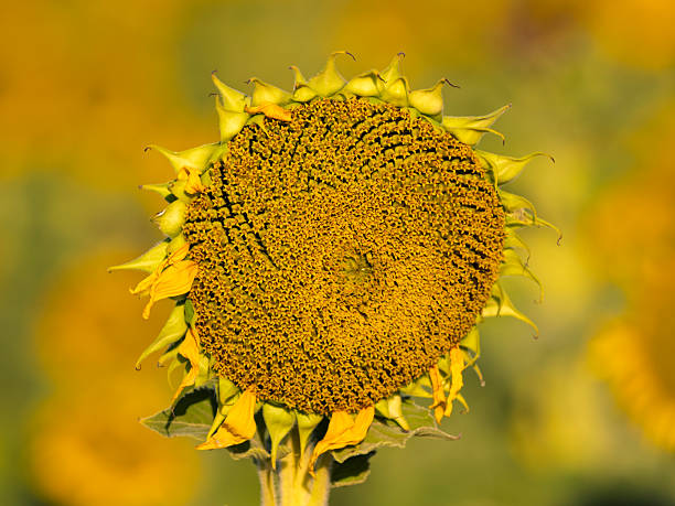 Back of beautiful sunflower on background of blue sky. Nature background with copy space.