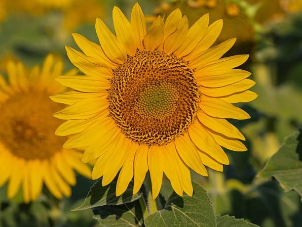 Close-up of sunflower head