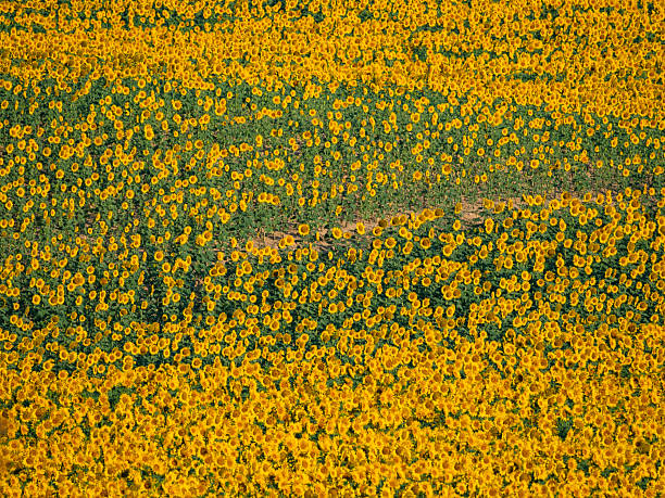 Full frame of sunflower field
