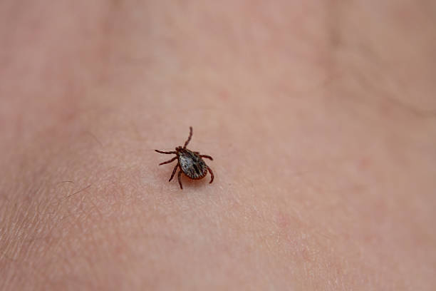 istock a tick crawls mite on a person's arm, close-up, macro 2227894735