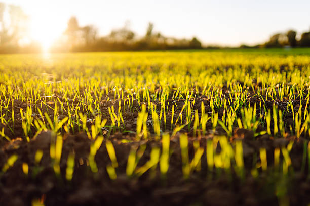 Young plants growing from fertile soil in the sunlight. Agricultural field at sunset with green shoots. Nature, agriculture concept.