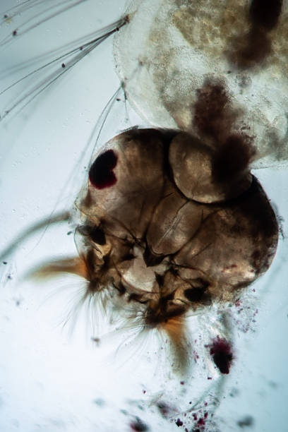 istock Mosquito larva swims in the water 2227896757