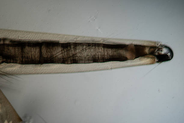 Mosquito larva swims in the water under the microscope 50x