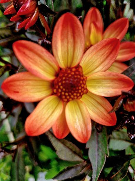 istock orange flower - Dahlia 2227897856