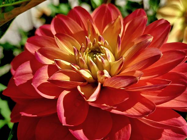 farbenprächtige Blüte - Dahlie