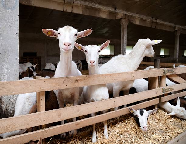 istock Goats in a stall on a farm. Two animals are looking at the camera, posing on the background of many goats. Breeding of farm animals 2227898708