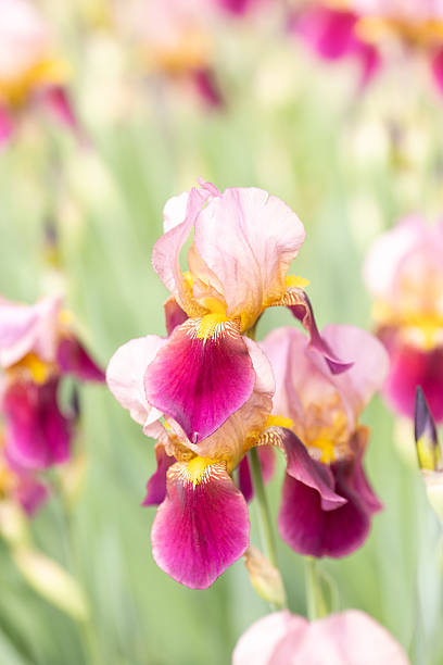 istock Iris the bearded German Indian Chief Pink 2227900035