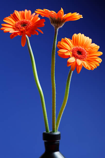 Orange gerbera flower on a dark blurred background in the interior. Close up.
