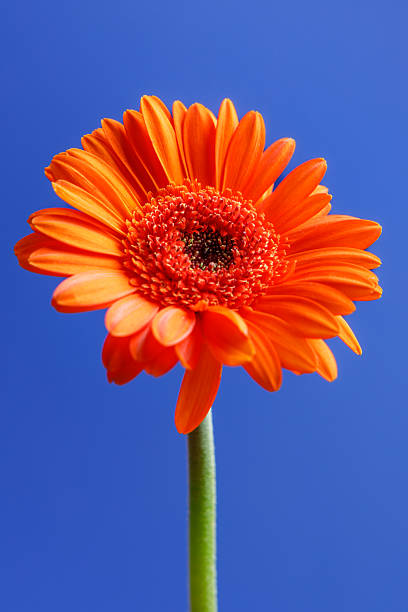 istock Orange gerberas on a uniform blue turquoise background isolated with space for text 2227900491