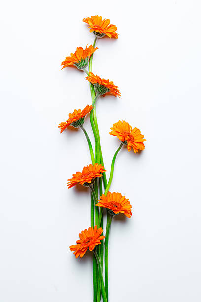 istock Gerberas on a white background isolated as art with space for text 2227900525