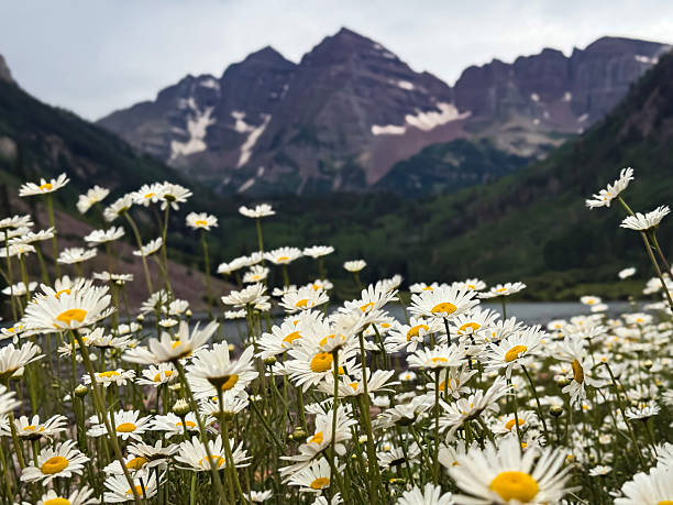 Vibrant wild daisies bloom in summer beneath the towering Maroon Bells peaks in Colorado's iconic Rocky Mountains.